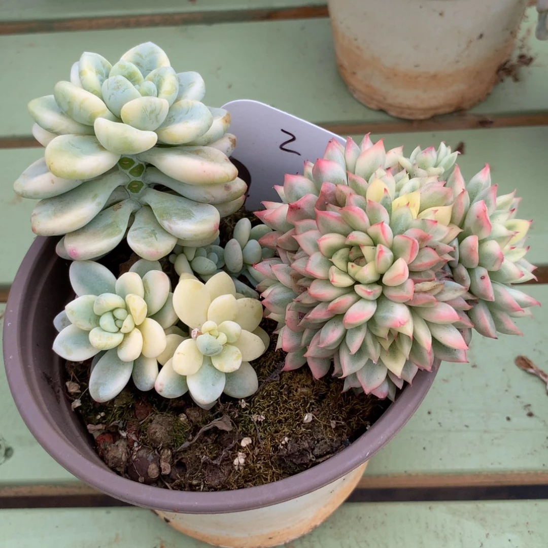 女雏锦群和劳尔锦