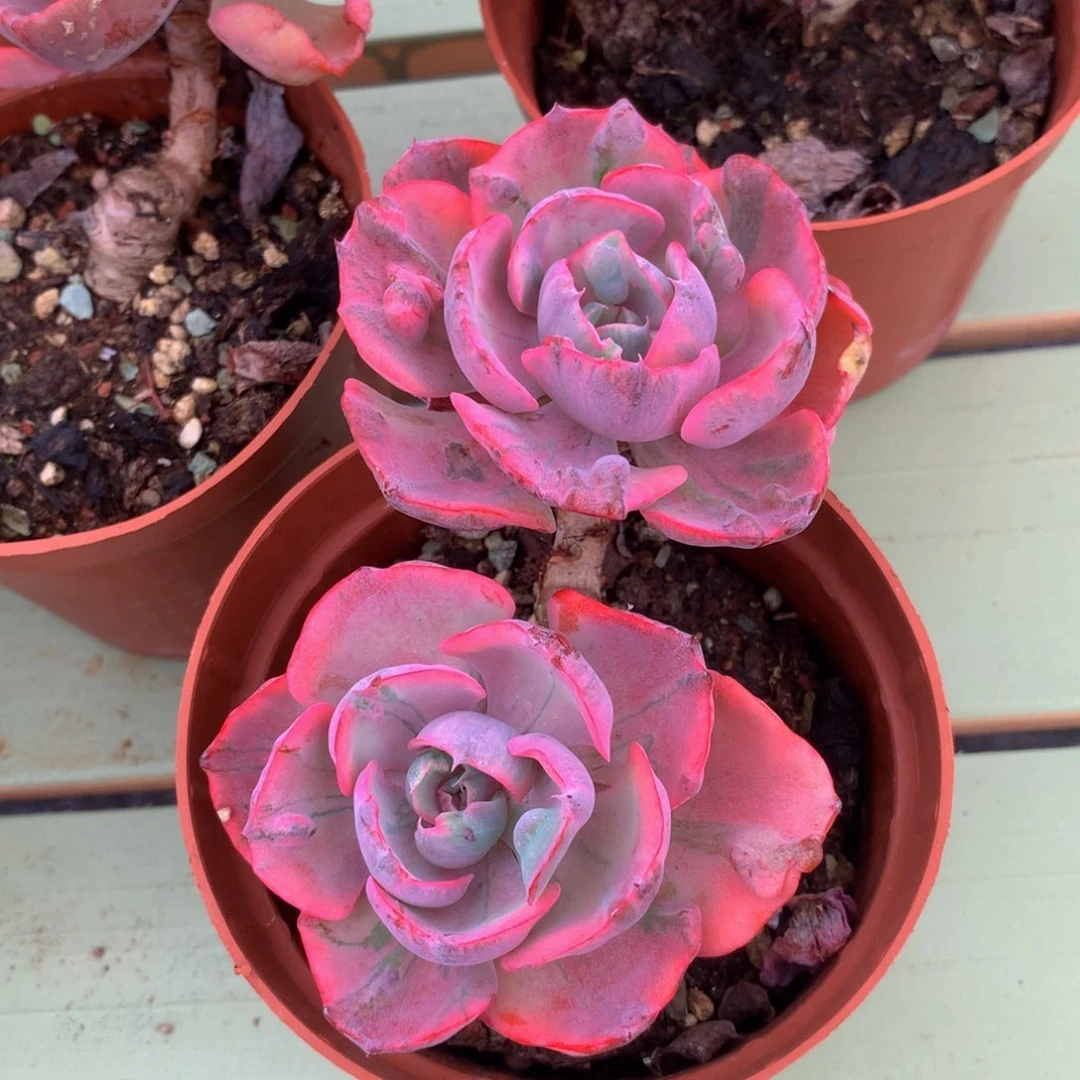 雨滴锦老桩有砍锦上园艺一物一拍