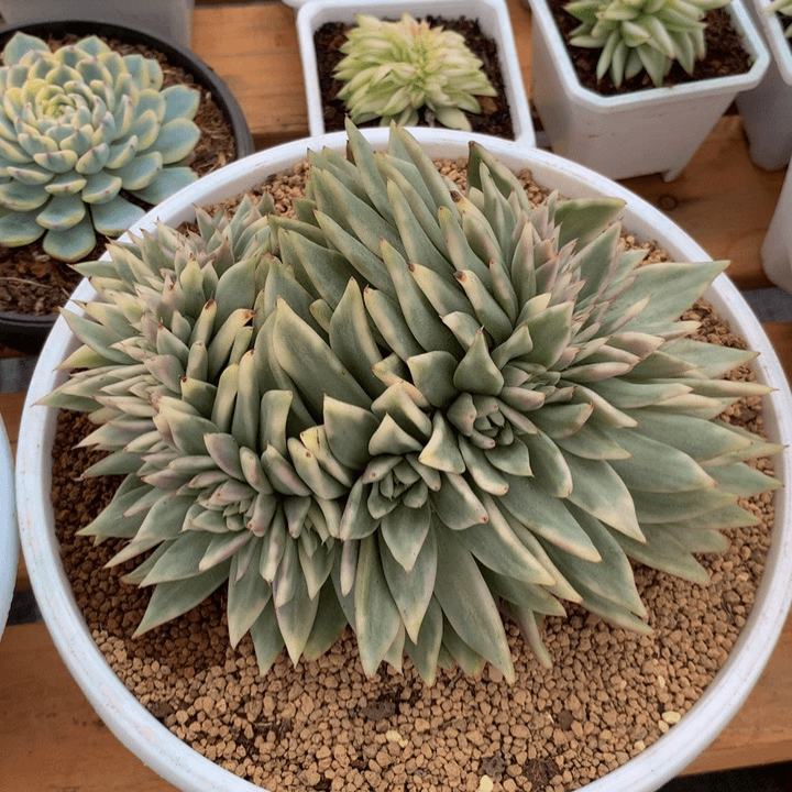 东云锦缀锦上园艺一物一拍