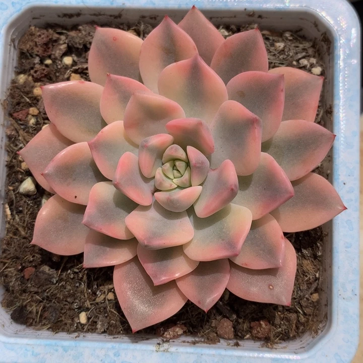 红**悠红粉佳人锦锦上园艺一物一拍