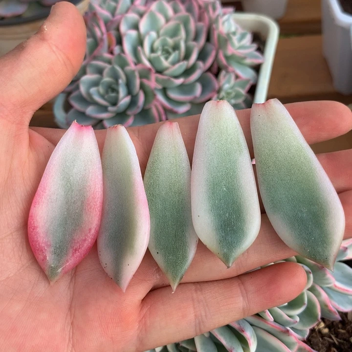 火焰山覆轮锦叶片