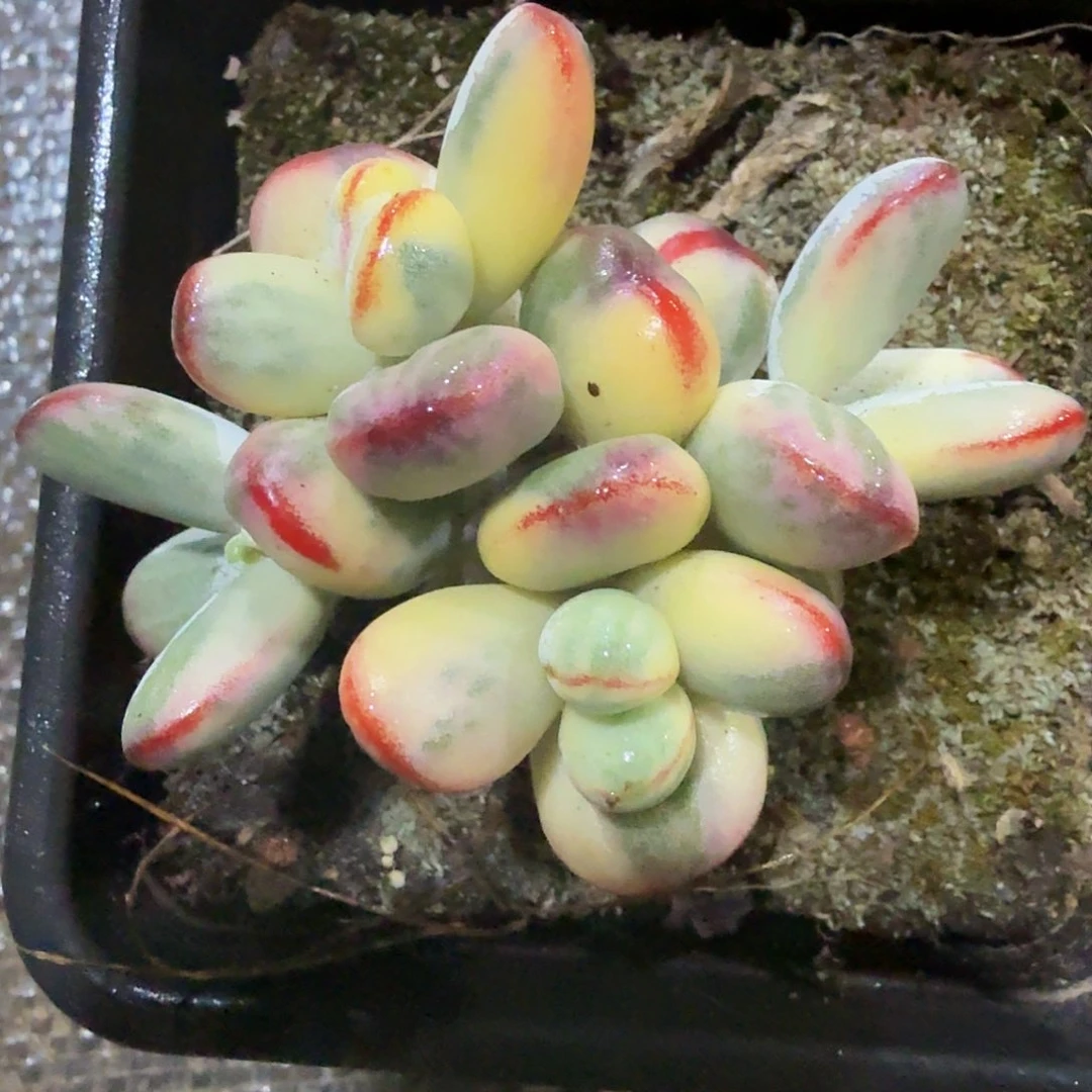 韩***肉乒乓度娘锦，一物一拍