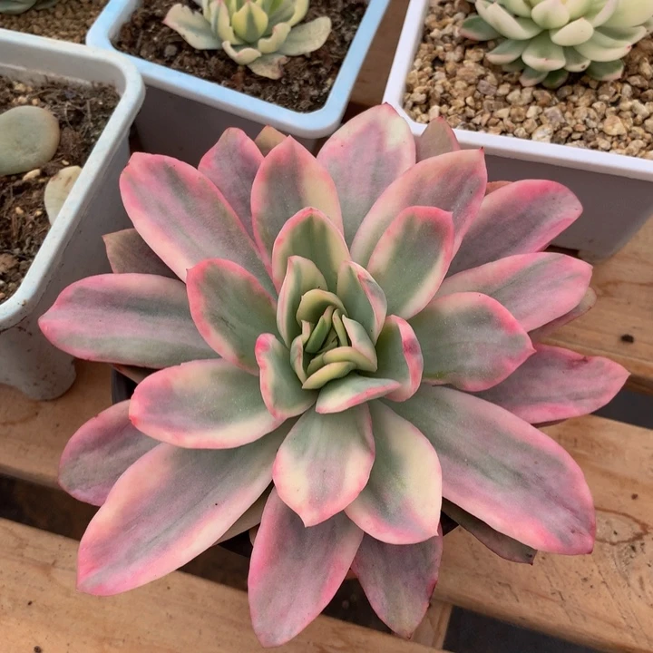 绮罗锦锦上园艺一物一拍