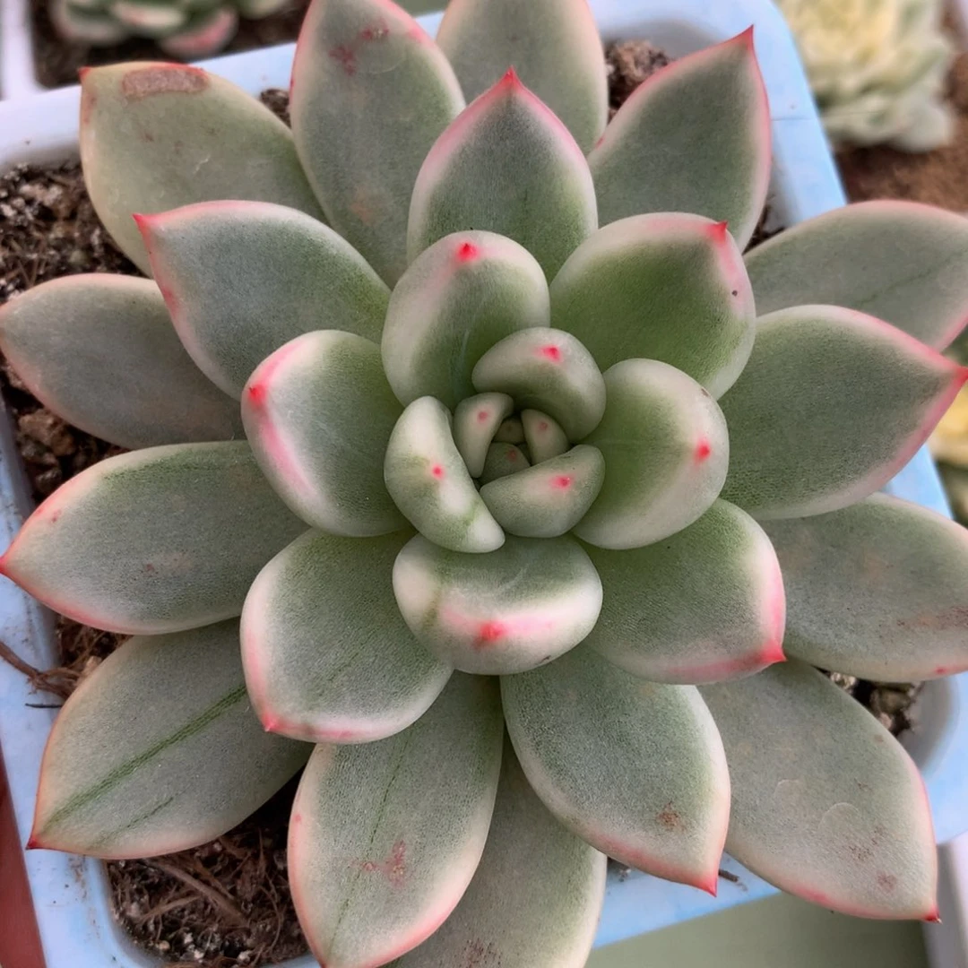 绿宝石锦 锦上园艺一物一拍