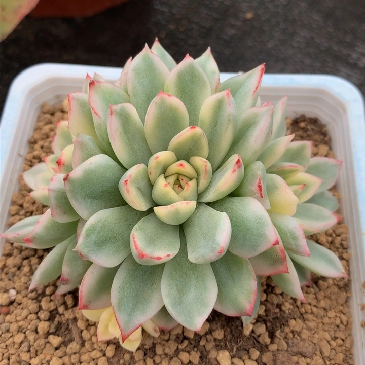 麦秆锦锦上园艺一物一拍