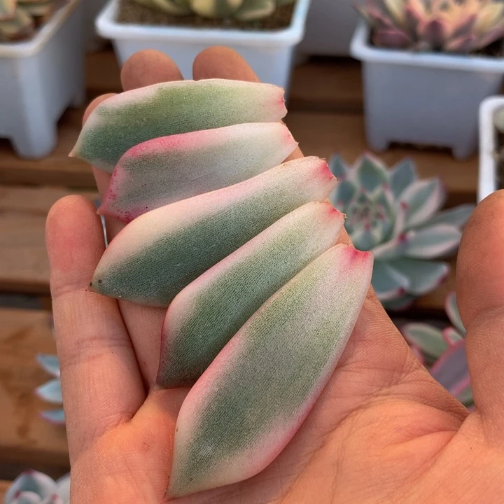 春****阳火焰山覆轮锦叶片