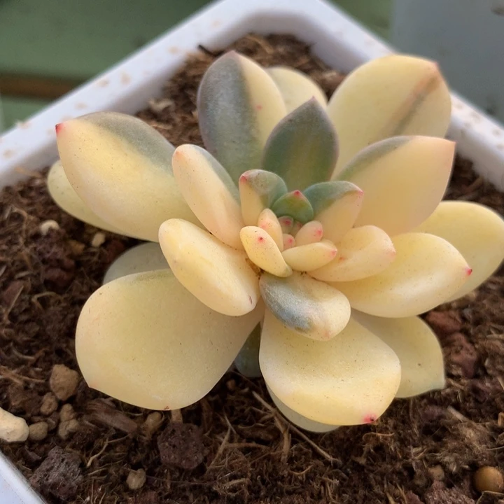 梦露锦花脸锦上园艺一物一拍