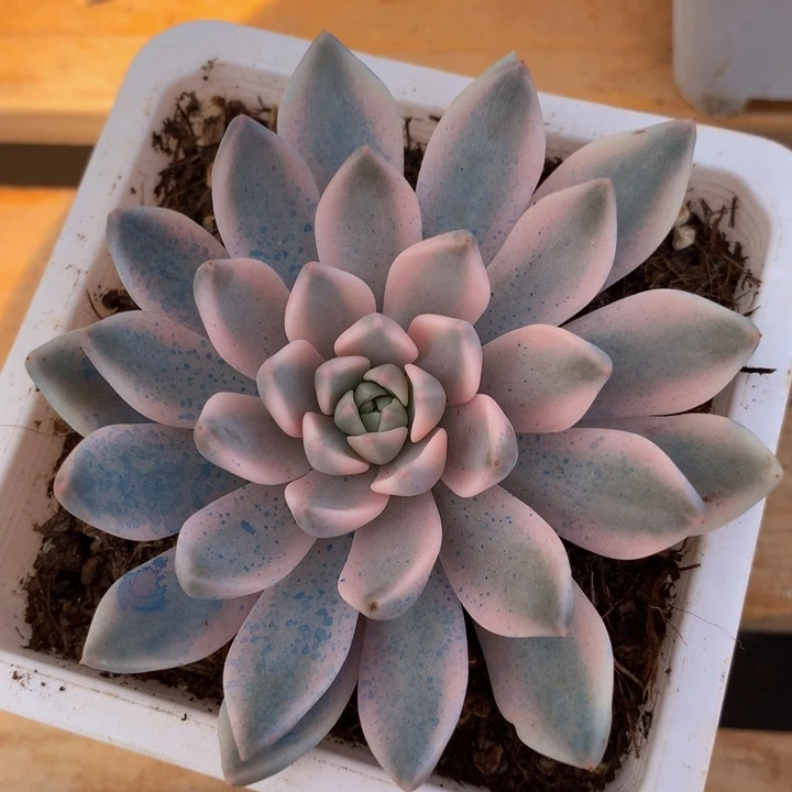 嘉丽娜锦锦上园艺一物一拍