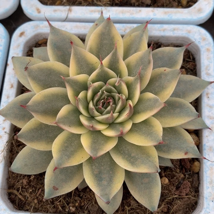 银星锦锦上园艺一物一拍