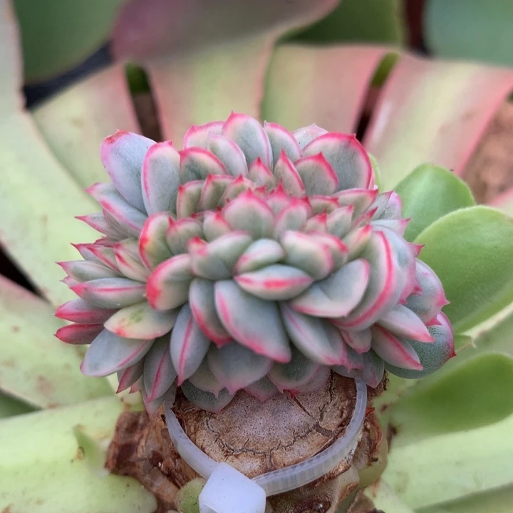 麦秆锦缀锦上园艺一物一拍