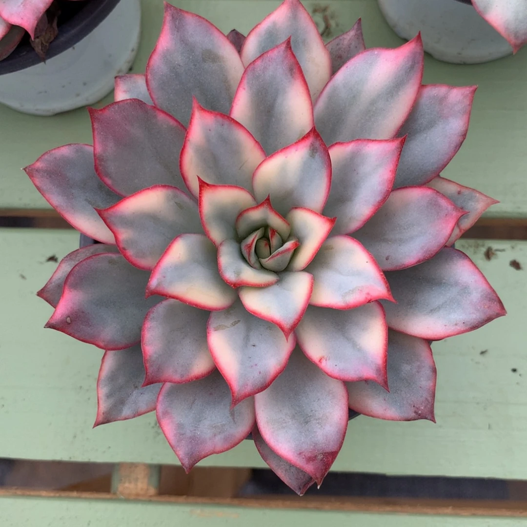 月光女神锦锦上园艺一物一拍