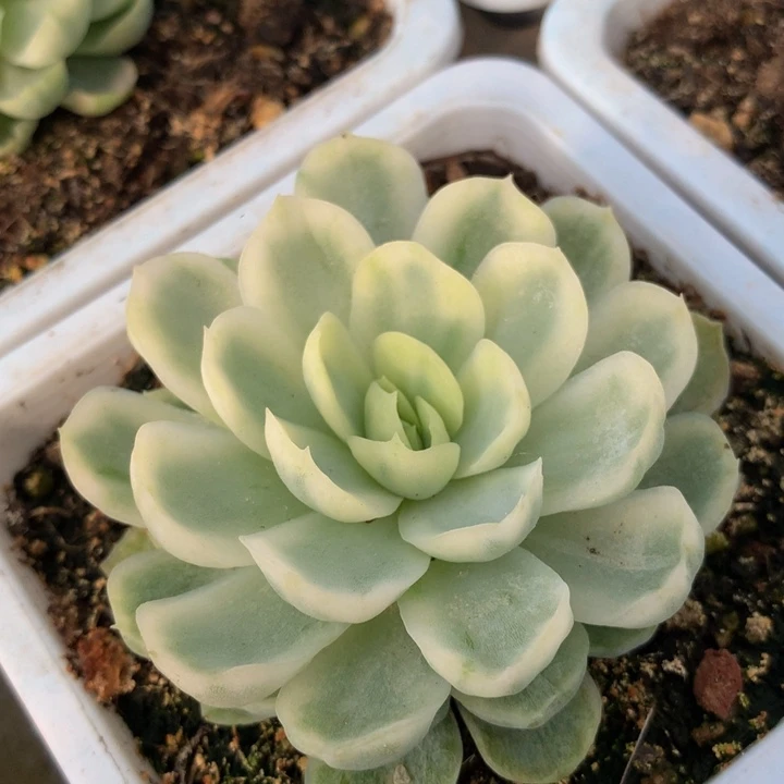 冰梅锦锦上园艺一物一拍