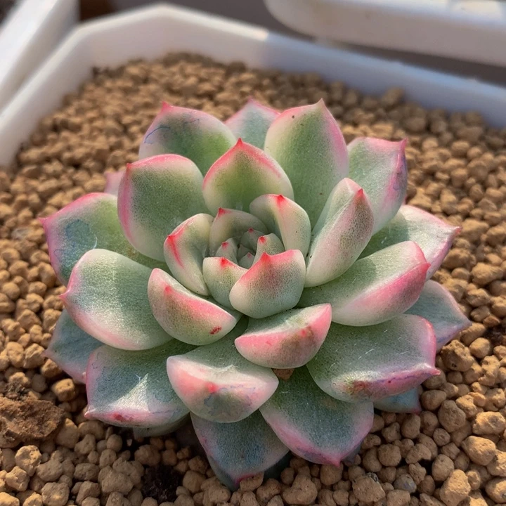 麦秆锦锦上园艺一物一拍