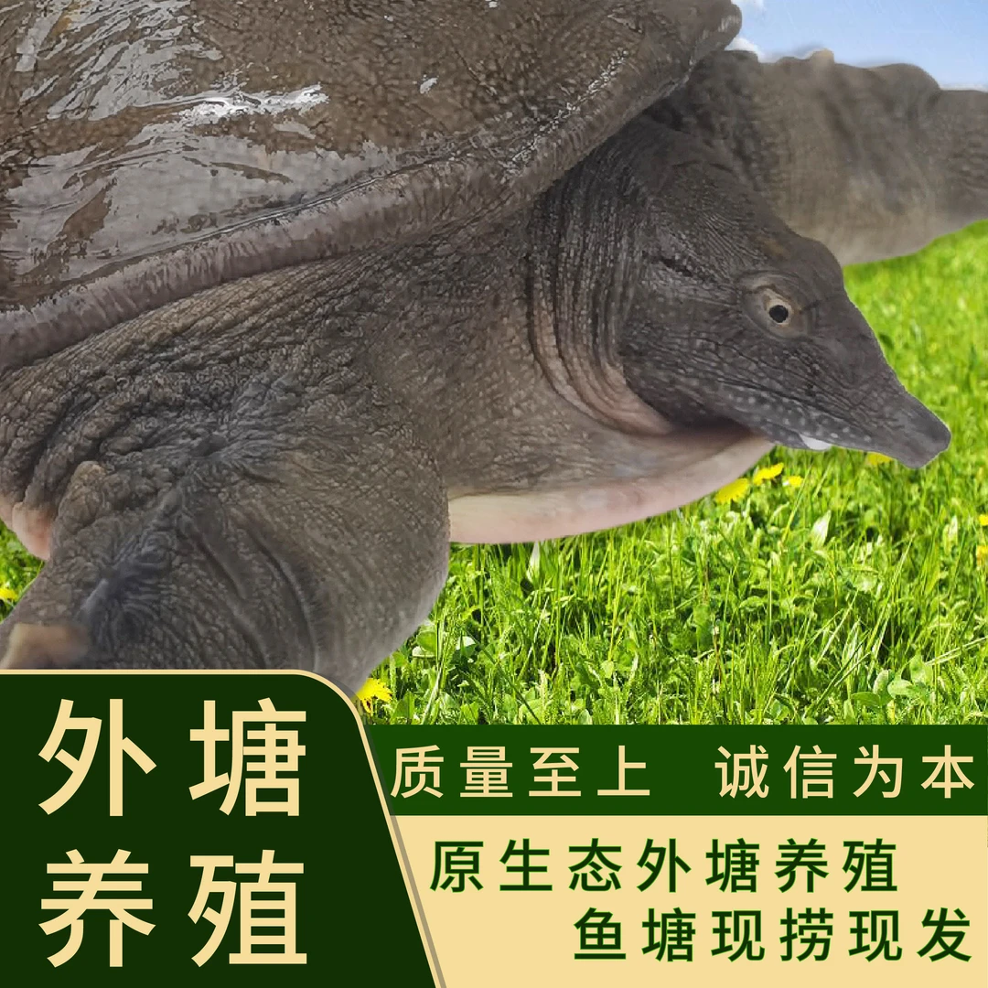 【三年甲鱼2只装】 青背白底外塘养殖  4-4.5斤 包邮包活