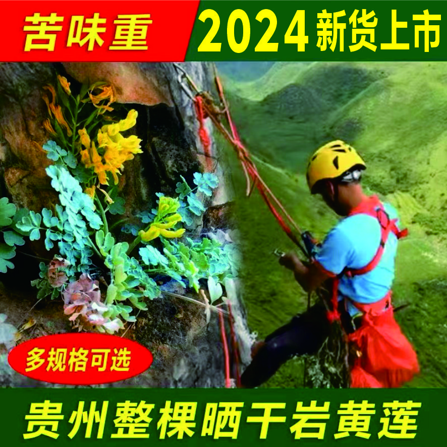 岩黄连野生正品崖黄连岩黄莲生黄堇岩胡岩连菊花黄50g-250g带根茎