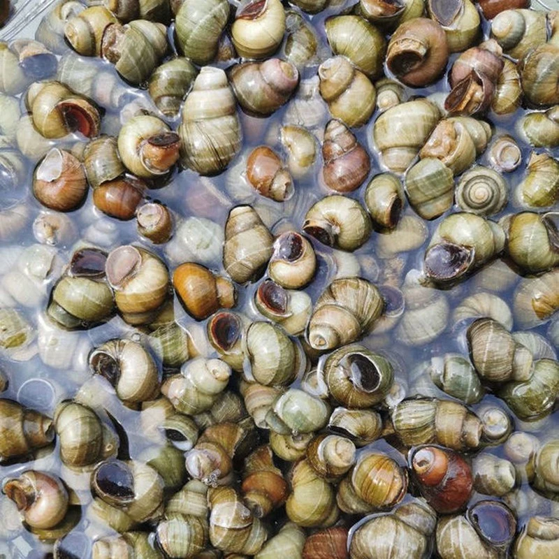 【小胖泉】湖区新鲜淡水田螺螺蛳鲜活无沙无泥包活 3-4斤