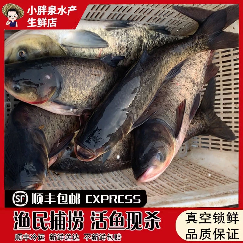 小胖泉 湖区胖头鱼剁椒鱼头花鲢鱼鳙鱼新鲜活鱼现杀4-20斤