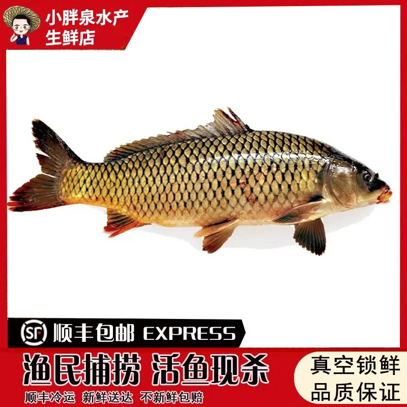 生态湖区四鼻孔鲤鱼新鲜鱼大鲤鱼原生态鱼湖区鲜鱼淡水鱼新鲜