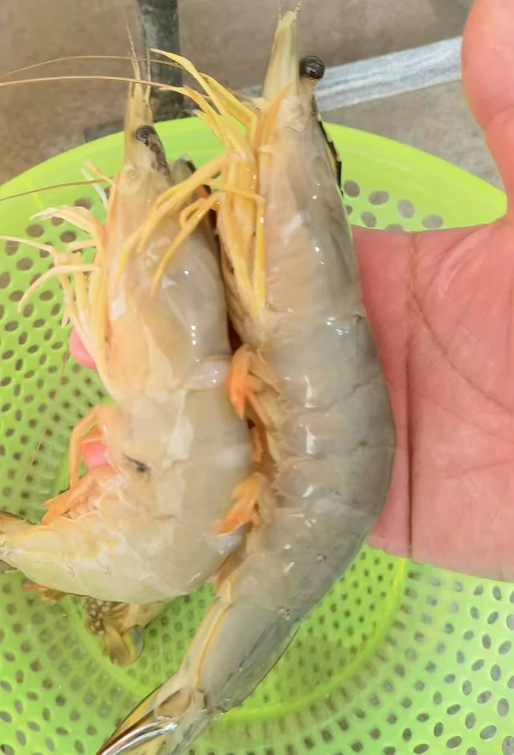 深海小船野生大明虾(17-21头）