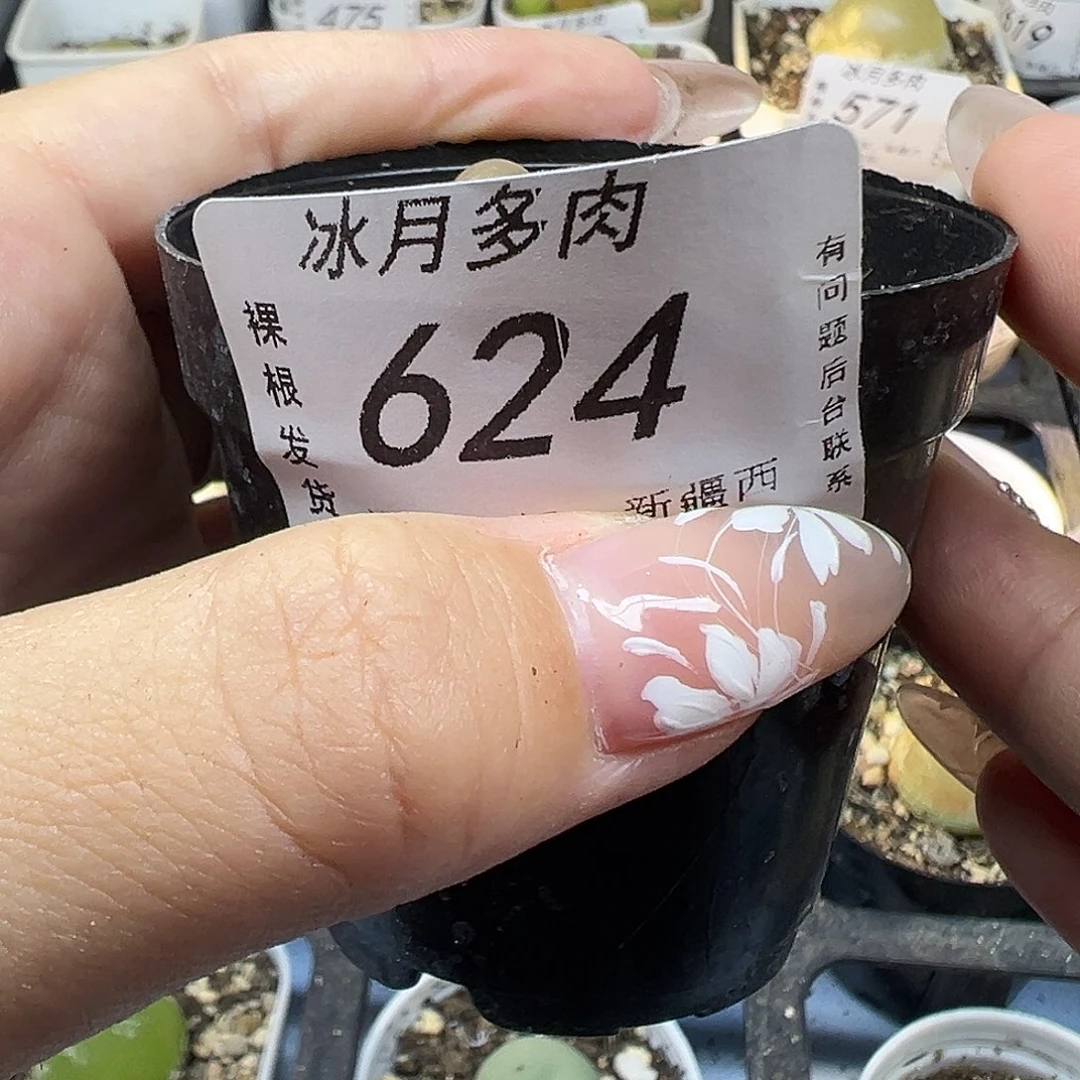 624毛汉尼1112223333333