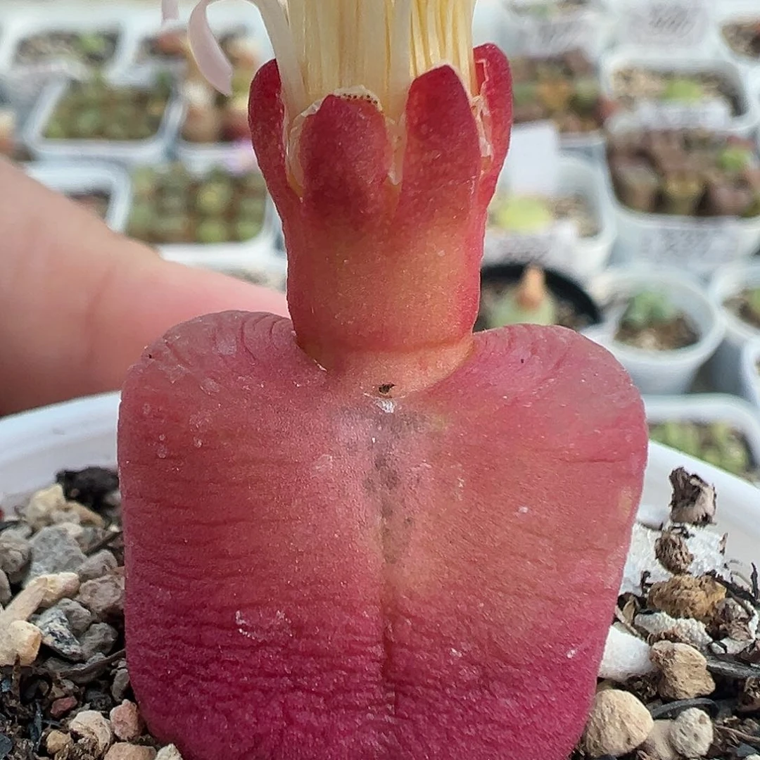 603毛汉尼11111111111111