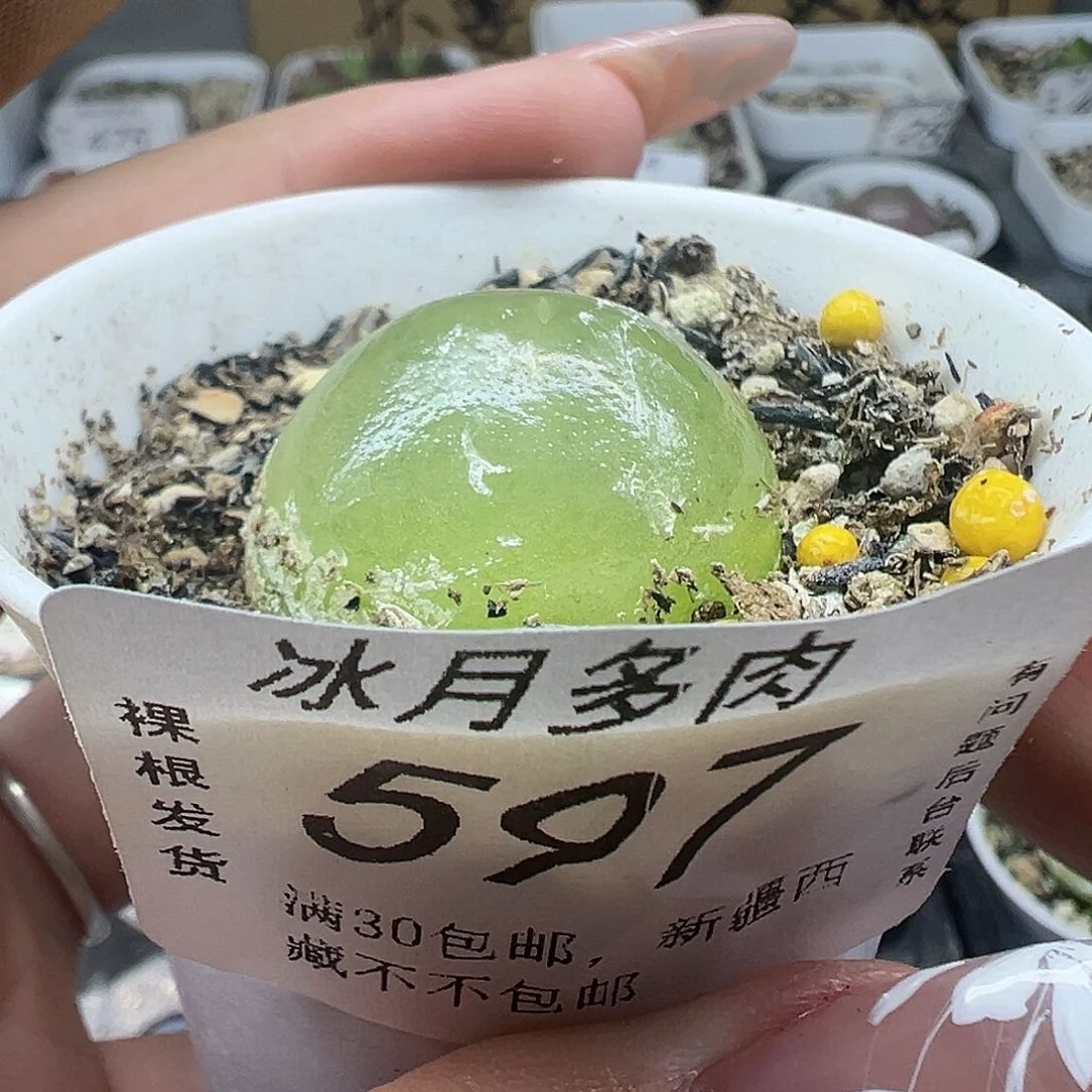 597灯泡11122222333