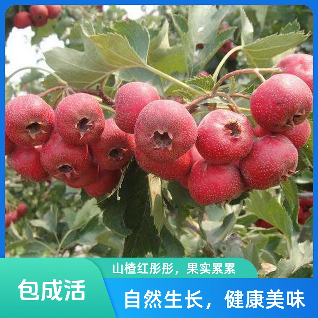山楂苗嫁接苗大五棱山楂树苗南方北方种植庭院盆栽地栽果树苗金星