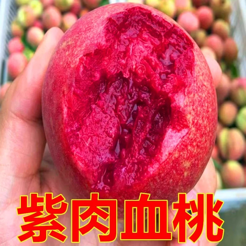 嫁接桃子树苖紫肉血桃树苖特大红肉血桃苖当年结果南北方四季种植