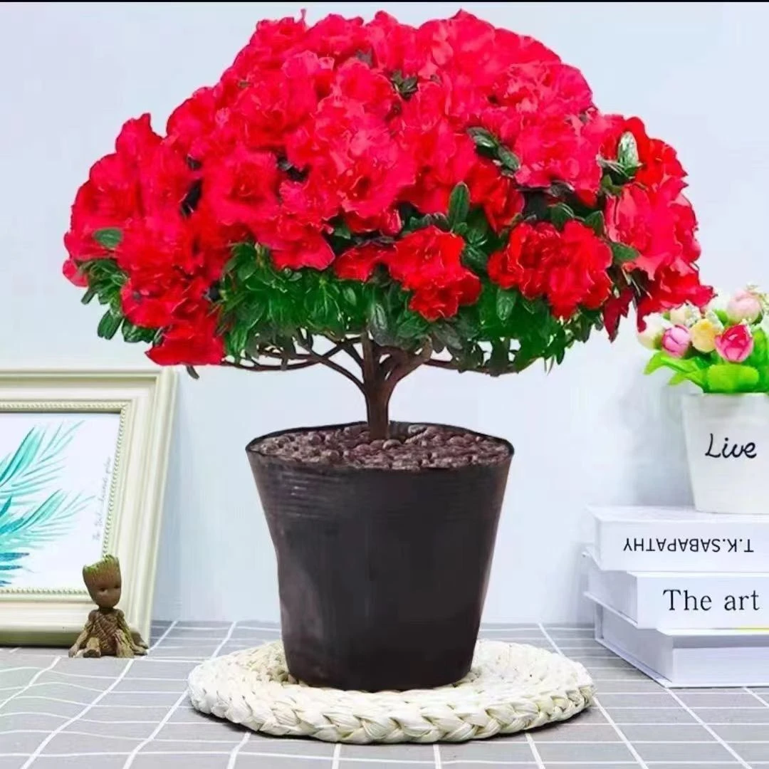 中国红杜鹃花 四季杜鹃花