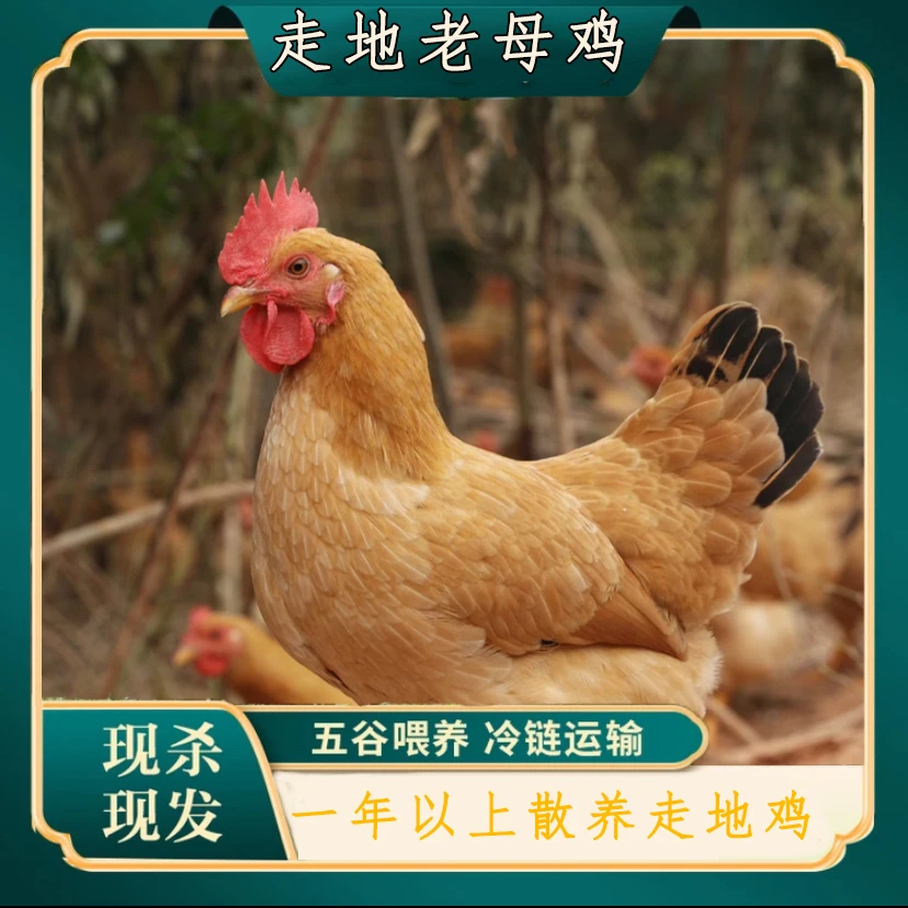 森源农场 散养土鸡  粮食喂养 值得品尝 口感鲜嫩