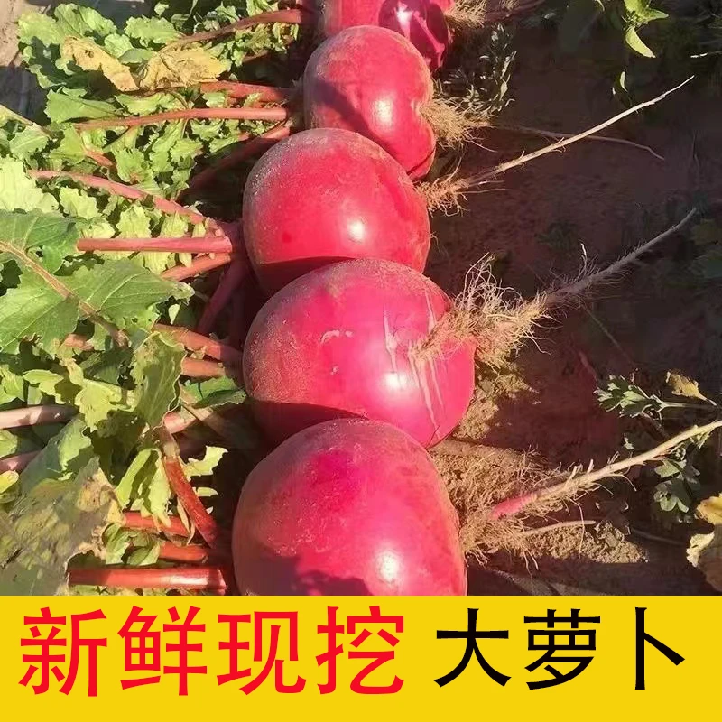 东北新鲜大萝卜红皮萝卜现挖新货大红袍萝卜