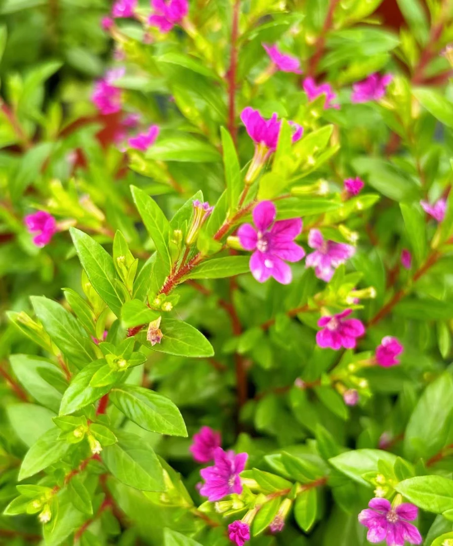 满天星盆花四季开花客厅阳台书房四季常青