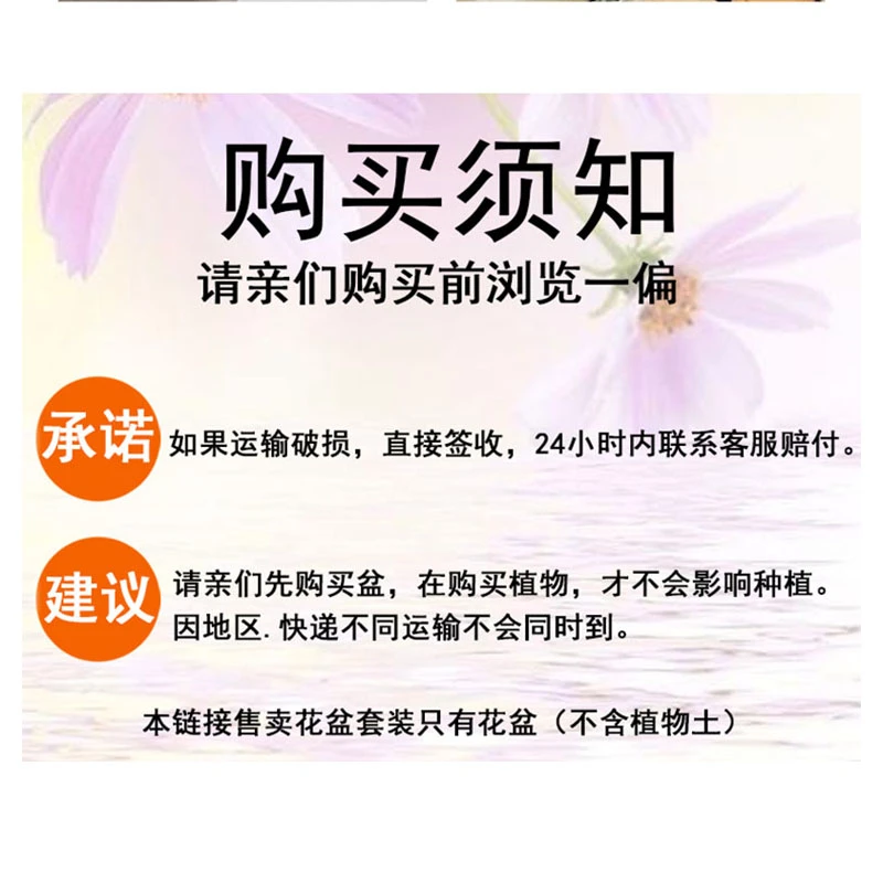 肉肉花盆陶瓷z855