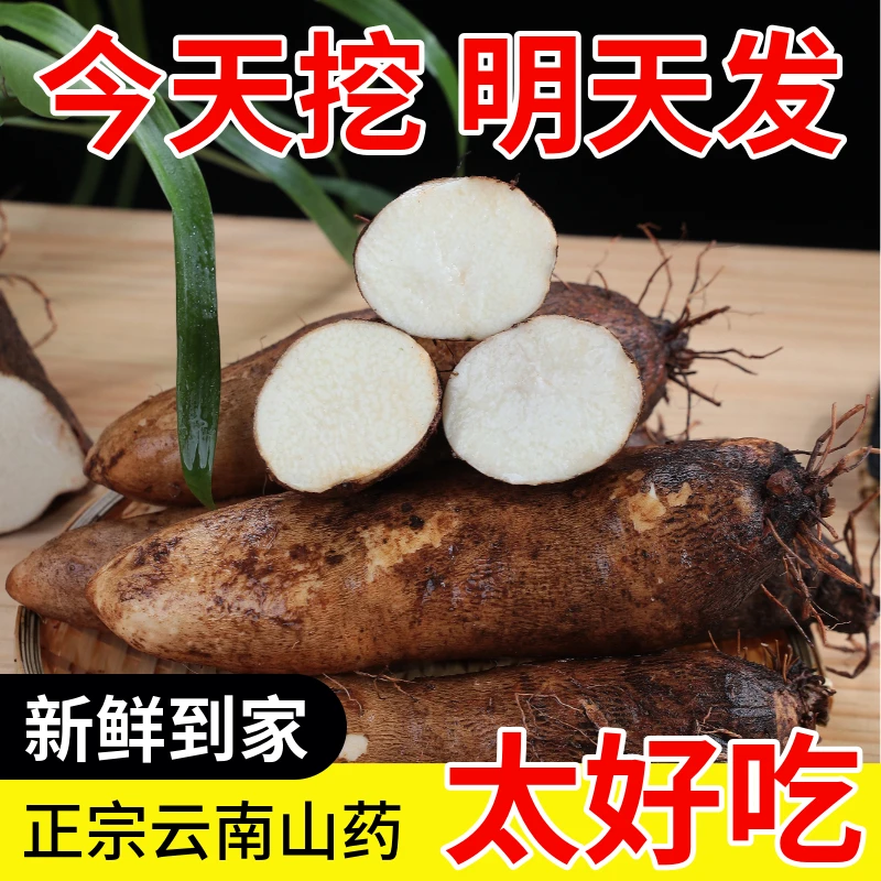 正宗云南灵芝山药新鲜应季蔬菜现挖现发新鲜山药2斤5斤9斤包邮