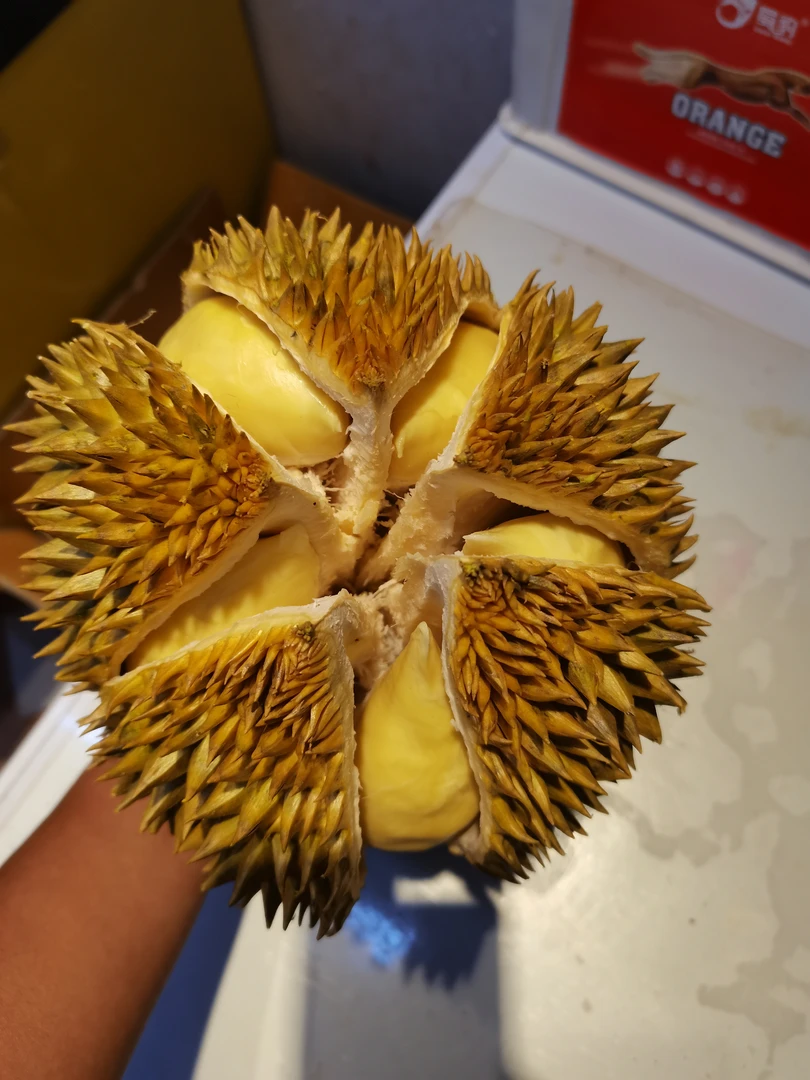 泰国树熟金枕榴莲