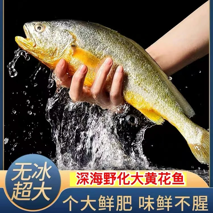 【1】生态野化海黄花鱼 400g左右一条 4斤共5条 鲜鱼速冻锁鲜发货