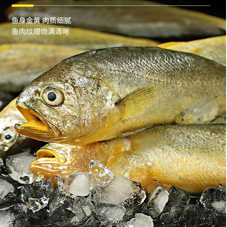 【牛弟】青岛野生小黄花鱼大号（6-8条一斤）共4斤 鲜鱼速冻发顺丰