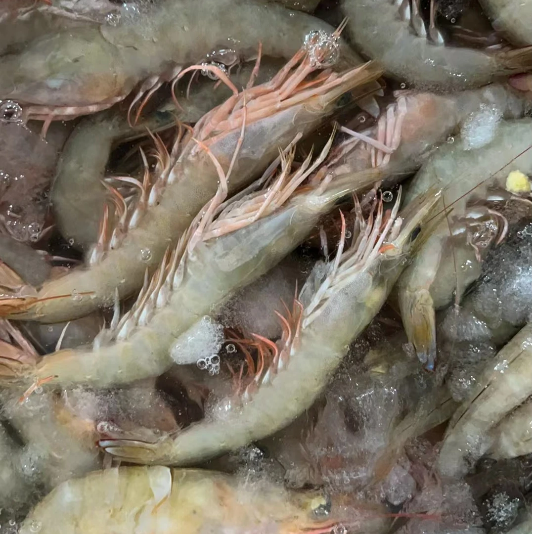 D 新鲜野生海捕麻虾，沙虾3斤，15-16一斤，一盒一斤海水速冻发货