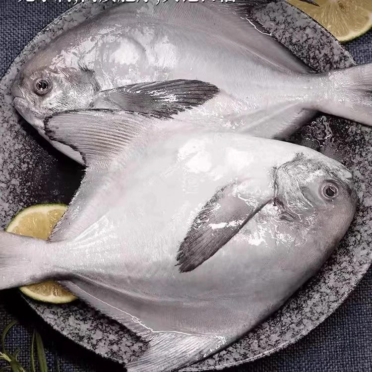 2大号野生银鲳鱼/白鲳  4斤共8～9条 每条(4~6两) 鲜鱼速冻冷链发