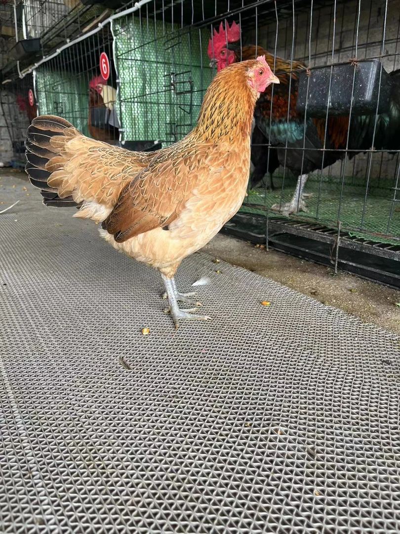 贵州本地老品种纯土母鸡  漂亮种母鸡    毛重2.6-4斤