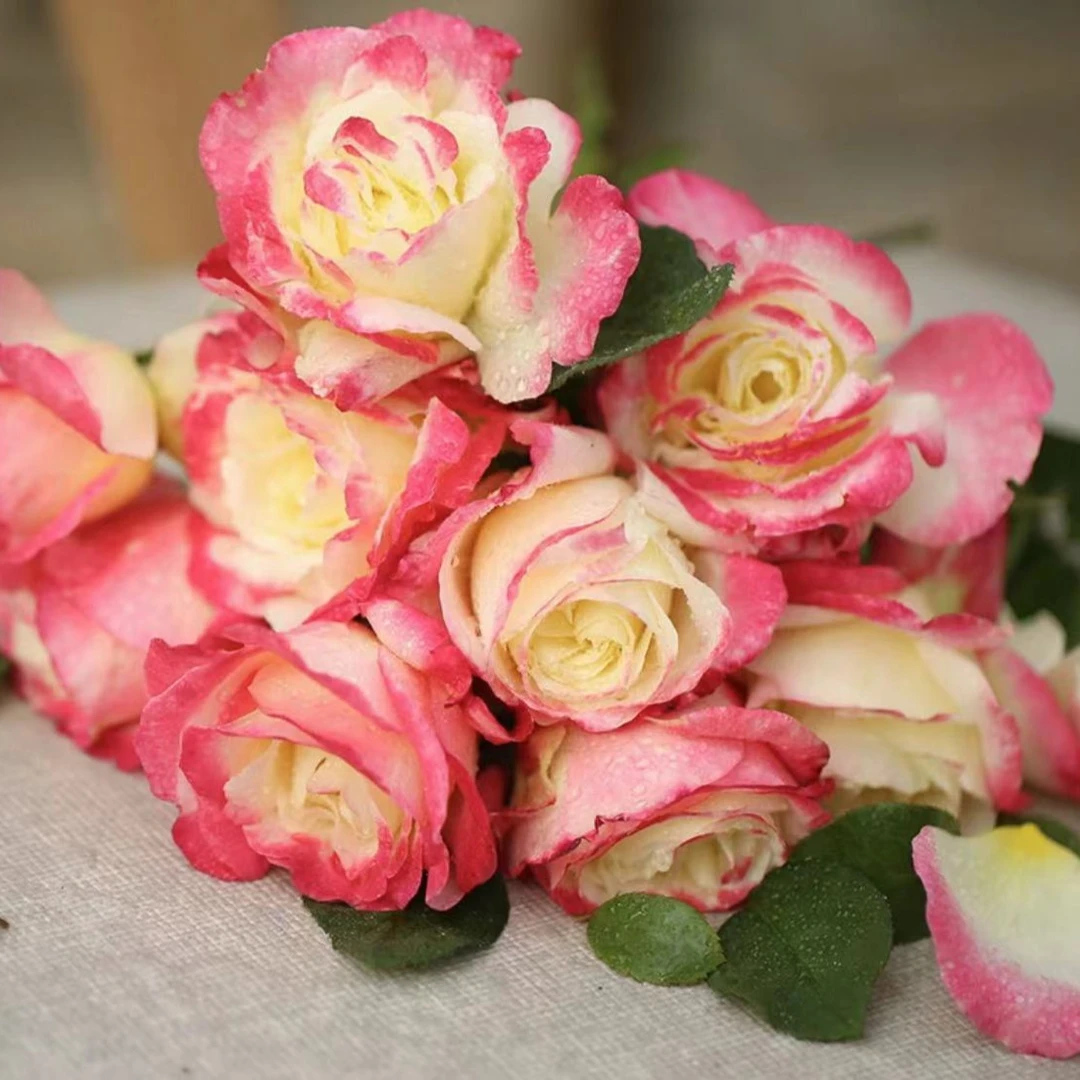 【灌木小苗】(四棵包邮)月季花苗小苗