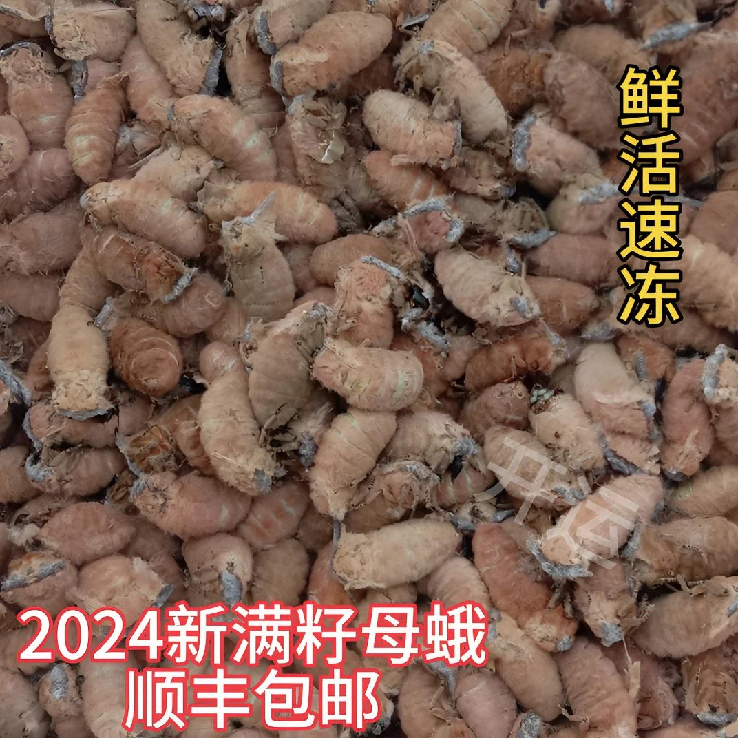 24年新蛾雄蚕蛾满籽母蛾速冻东北蚕蛾蛹蛾公蛾母蛾顺丰快递500g