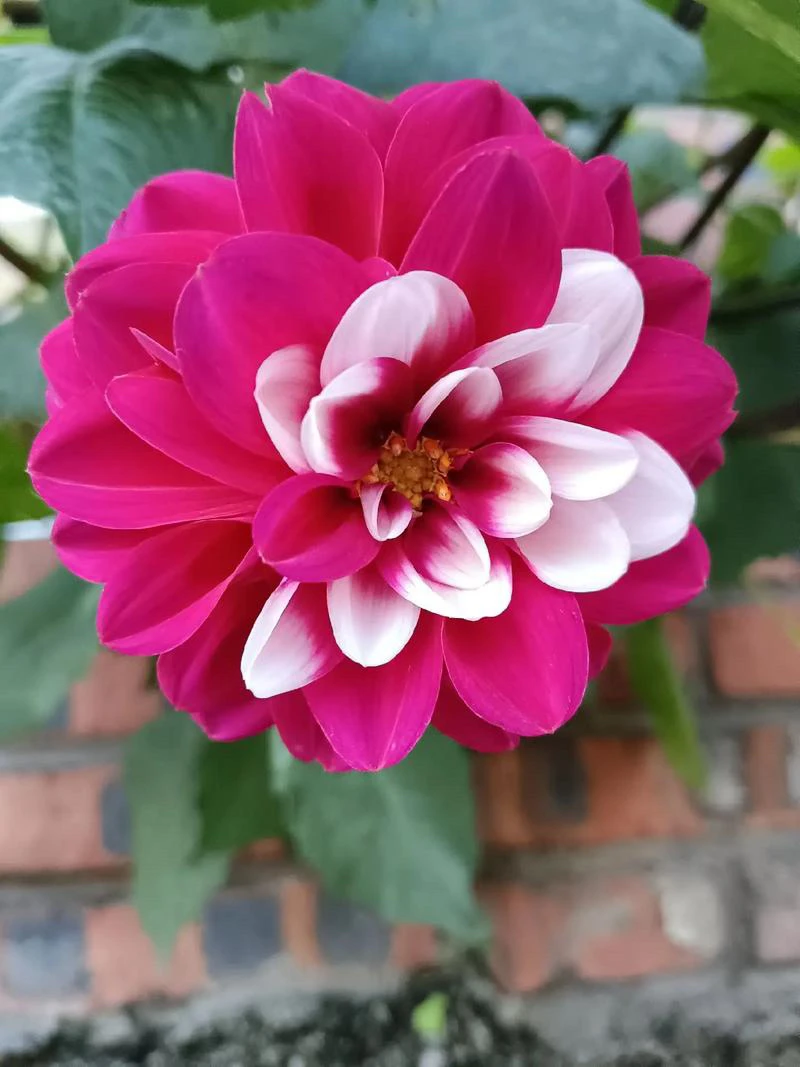 【花田定制】时尚设计爆款精选上衣