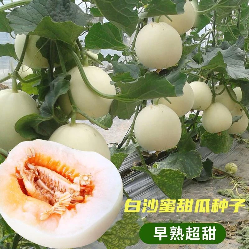 白沙蜜甜瓜种子冰糖甜瓜种籽香瓜种子春夏秋冬四季阳台盆栽蔬菜孑