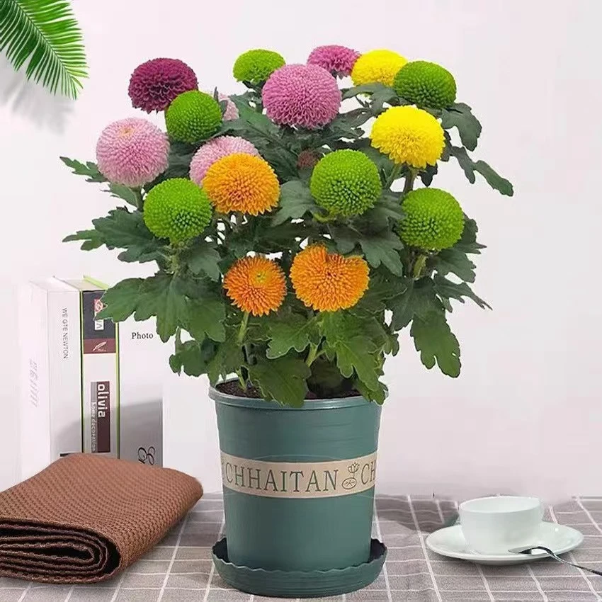 【带花苞】七彩乒乓菊鲜花盆栽四季开花菊花阳台盆栽好养易活植物