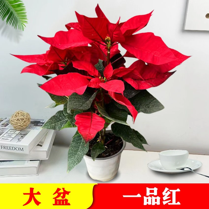 【大盆】一品红盆栽圣诞年宵花四季好养真花卉盆景室内桌面鲜花束
