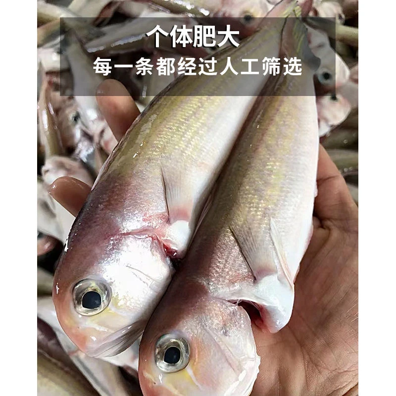汕尾本港海钓红马头鱼 新鲜红马头鱼 纯天然海鱼