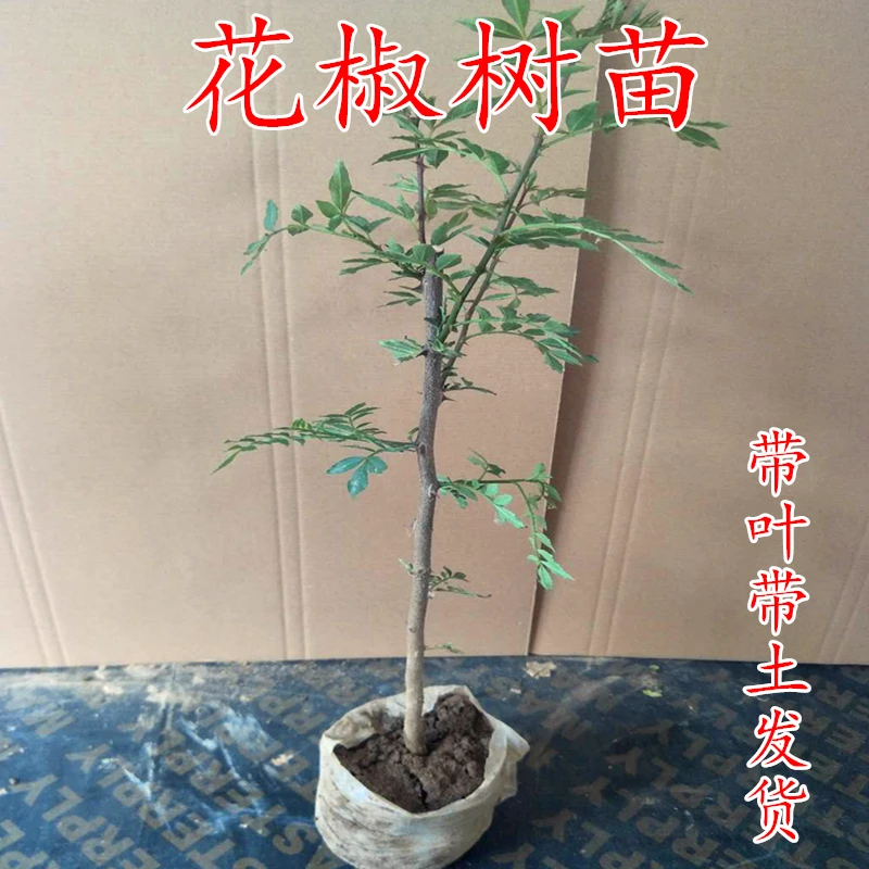 花椒树苗带土带叶发货落叶大红袍花椒南北方种植庭院阳台种植