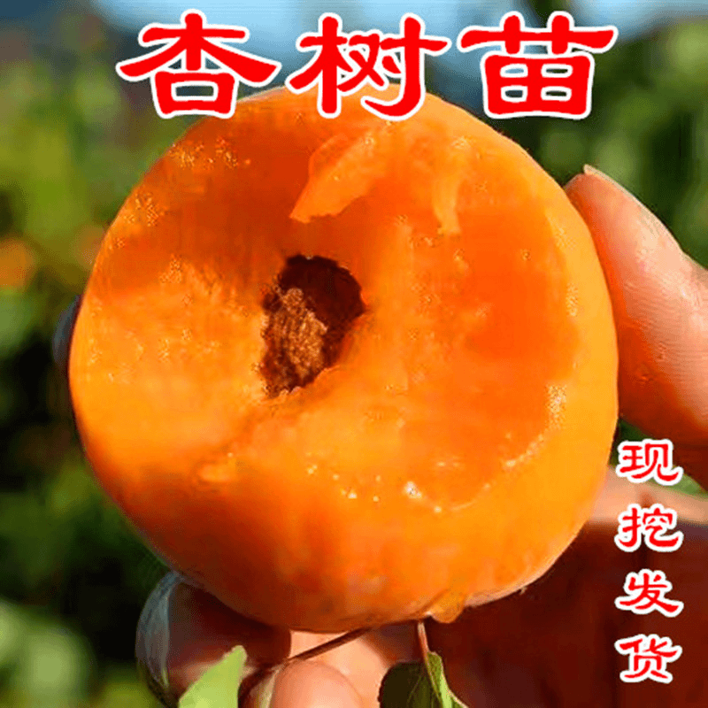 嫁接帝王杏树苗甜杏苗特大巨蜜王杏子树果苗当年结果阳台庭院种植