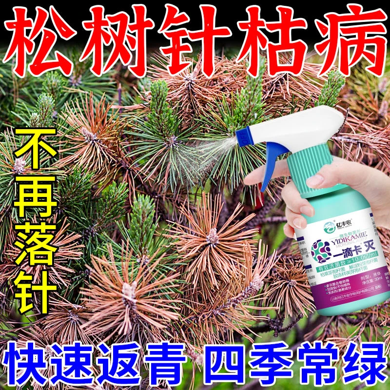 松树赤枯病松树产品叶枯病专用肥松针发黄脱落叶斑病白粉病
